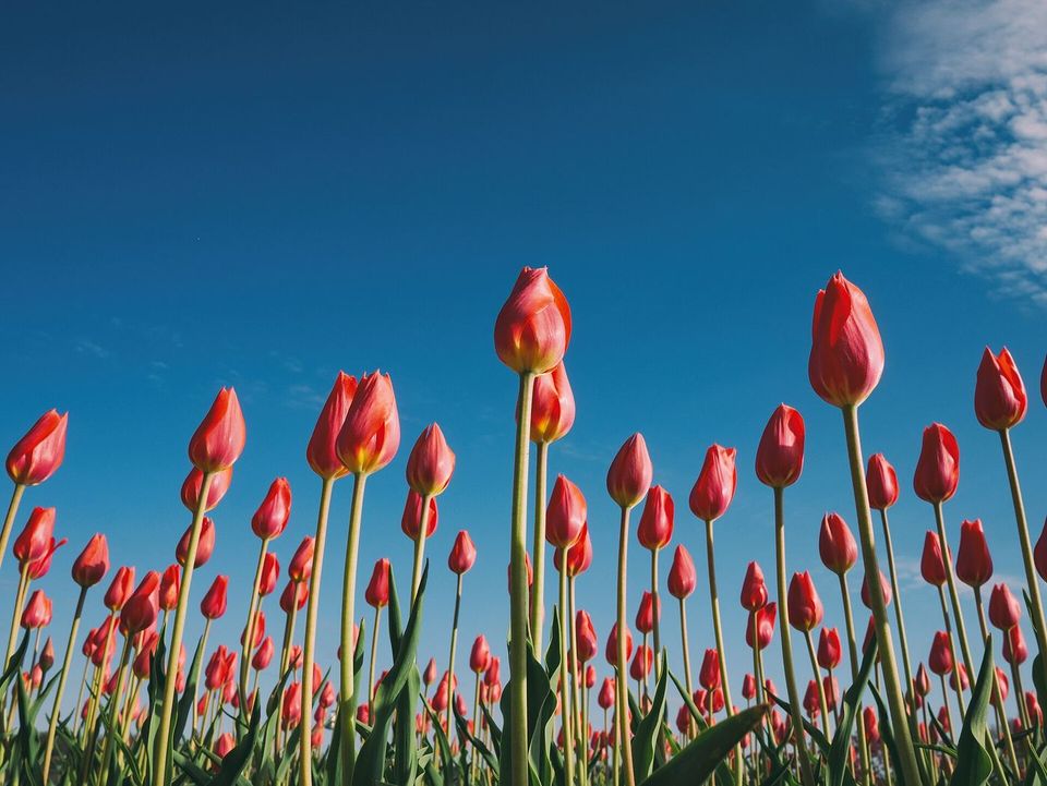 Red tulips under a blue sky, as you see them.