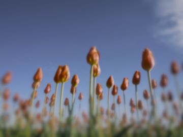 The same tulips as a barn owl sees them.