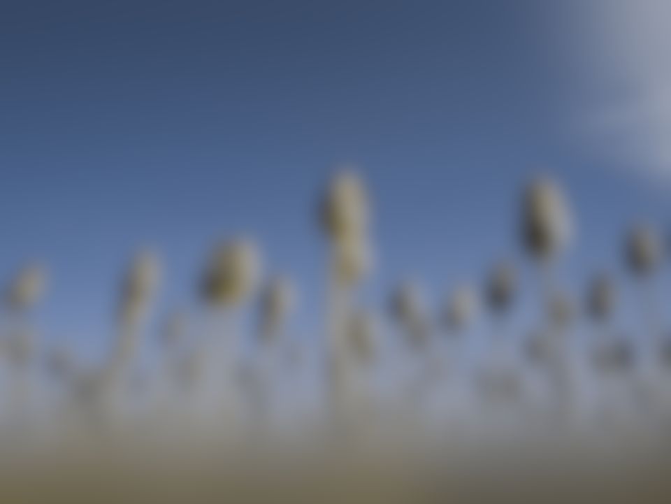 Red tulips under a blue sky as a big brown bat sees them (simulation): the red petals move towards the colour of the green stems, while the blue sky stays blue, and fine detail softened.