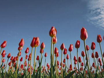 The same tulips as a black kite sees them.