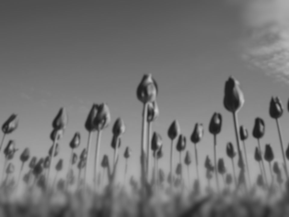 Red tulips under a blue sky as a bottlenose dolphin sees them (simulation): with no hue at all: petals, stems and sky differ only in brightness, and fine detail softened.