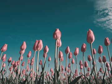 The same tulips as a brown falcon sees them.