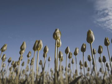 The same tulips as a Cat sees them.