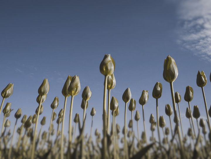 Picture B: the tulips through a mystery animal's eyes