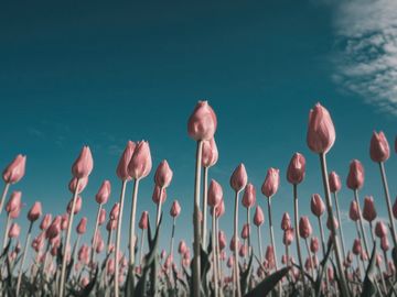 The same tulips as a common blackbird sees them.