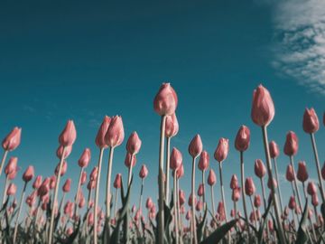 The same tulips as a common ostrich sees them.