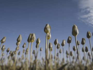 The same tulips as a cow sees them.