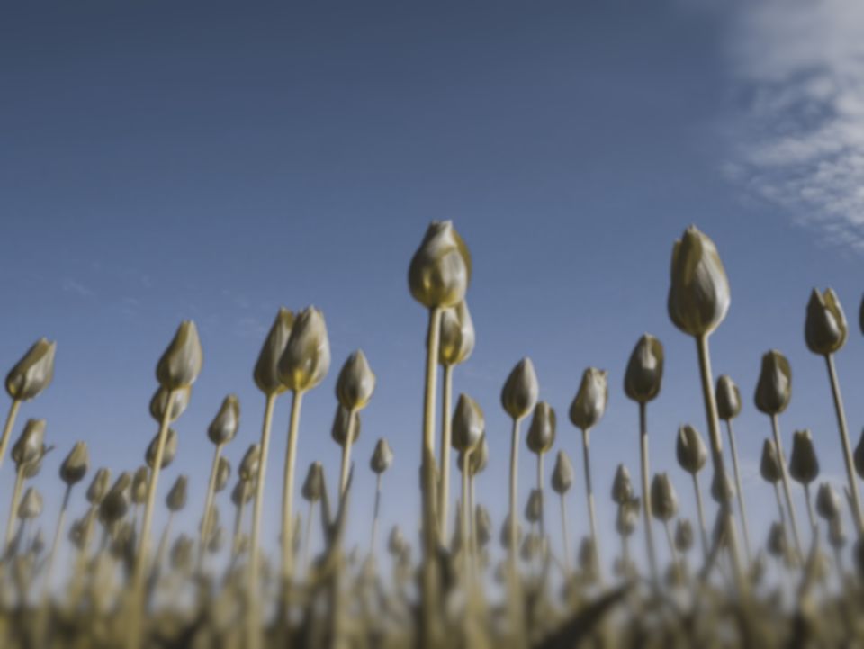 Red tulips under a blue sky as a cow sees them (simulation): the red petals move towards the colour of the green stems, while the blue sky stays blue, and fine detail softened.
