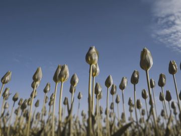 The same tulips as a Dog sees them.