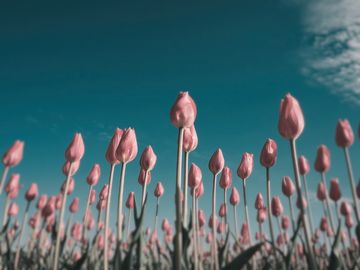 The same tulips as an eastern meadowlark sees them.
