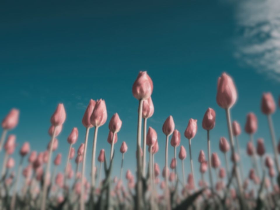 Red tulips under a blue sky as an European starling sees them (simulation): colours remapped to its 4 receptor classes, and fine detail softened.