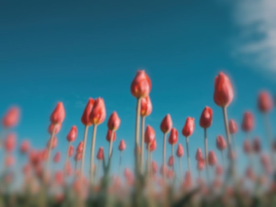 Red tulips under a blue sky as a goldfish sees them (simulation): colours remapped to its 4 receptor classes, and fine detail softened.