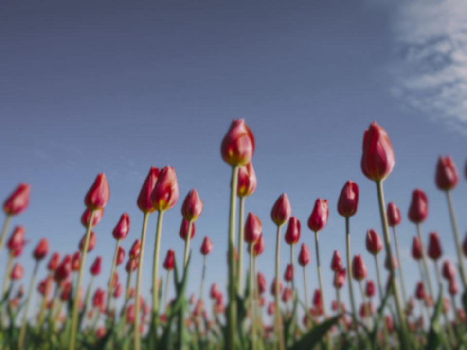 Red tulips under a blue sky as a great horned owl sees them (simulation): colours remapped to its 4 receptor classes, and fine detail softened.
