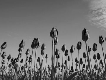 The same tulips as a great white shark sees them.