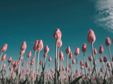 The same tulips as a greater scaup sees them.