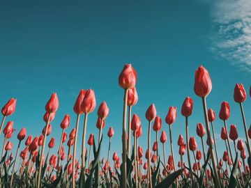 The same tulips as a green anole sees them.
