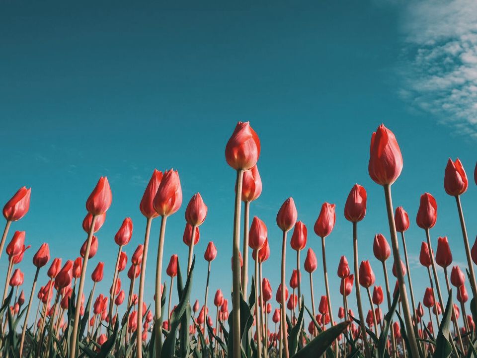 Red tulips under a blue sky as a green anole sees them (simulation): colours remapped to its 4 receptor classes.