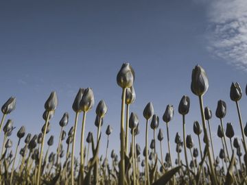 The same tulips as a horse sees them.