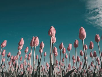 The same tulips as an Indian peafowl sees them.