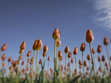 The same tulips as a little owl sees them.