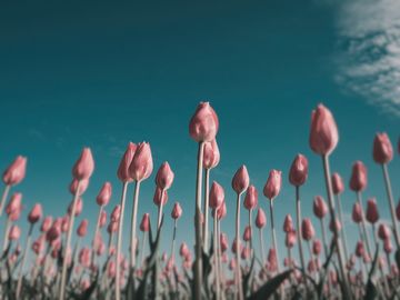The same tulips as a mallard sees them.