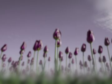The same tulips as a Mongolian jird sees them.