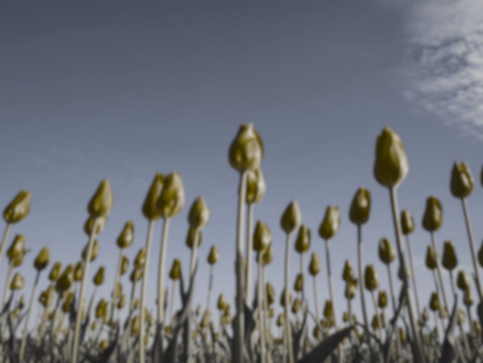 Red tulips under a blue sky as a northern leopard frog sees them (simulation): the red petals move towards the colour of the green stems, while the blue sky stays blue, and fine detail softened.