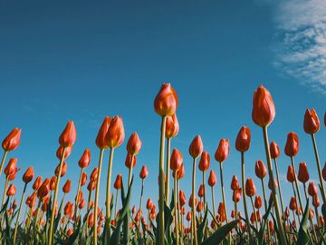 The same tulips as a Panther chameleon sees them.