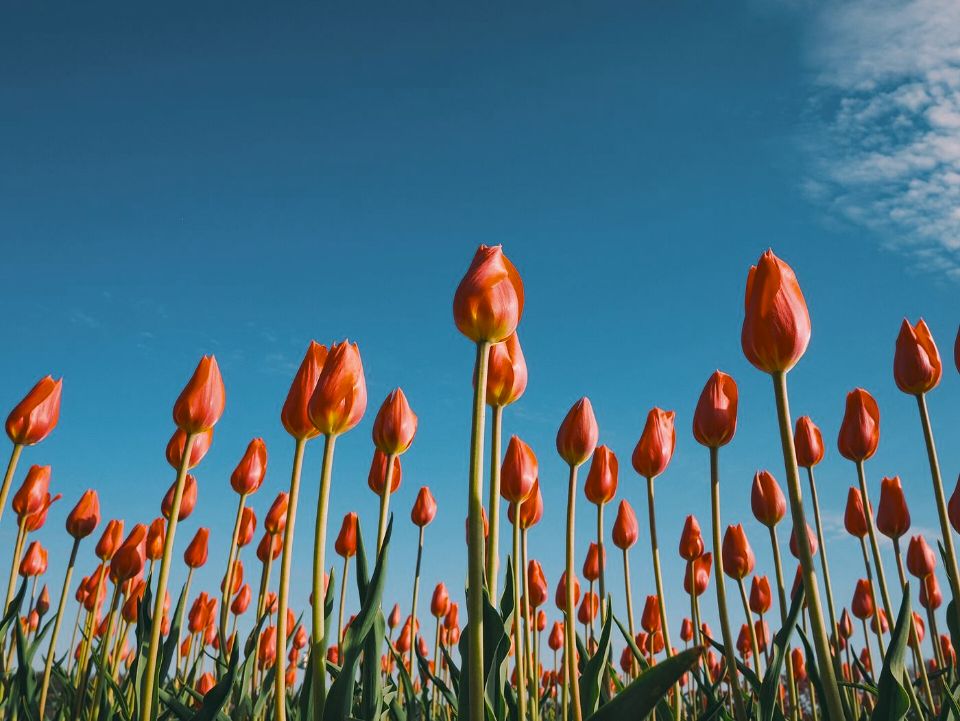 Red tulips under a blue sky as a panther chameleon sees them (simulation): colours remapped to its 6 receptor classes.