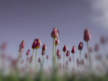 The same tulips as a Picasso triggerfish sees them.