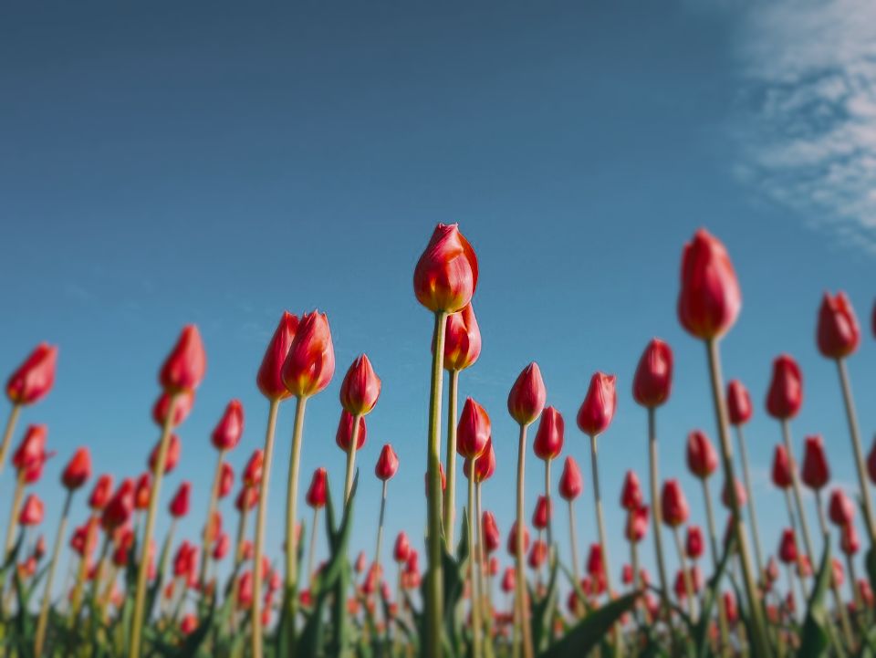Red tulips under a blue sky as a Portia jumping spider sees them (simulation): colours remapped to its 4 receptor classes, and fine detail softened.