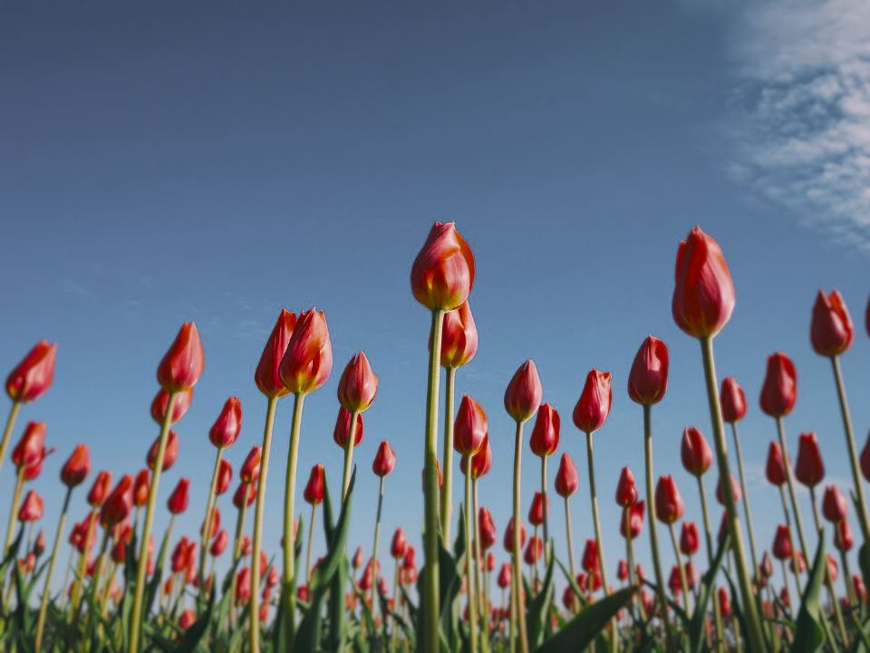 Red tulips under a blue sky as a red-tailed hawk sees them (simulation): colours remapped to its 4 receptor classes, and fine detail softened.