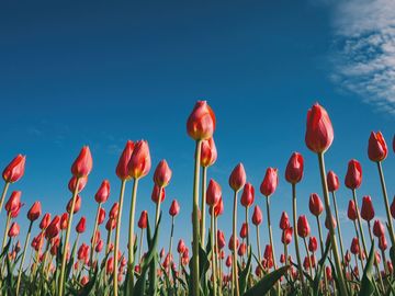 The same tulips as a Human sees them.