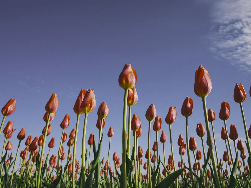 Red tulips under a blue sky as a rhesus macaque sees them (simulation): colours remapped to its 3 receptor classes.