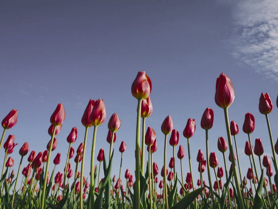 Red tulips under a blue sky as a saltwater crocodile sees them (simulation): colours remapped to its 3 receptor classes.