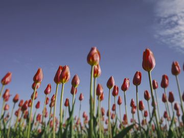 The same tulips as a Tawny owl sees them.