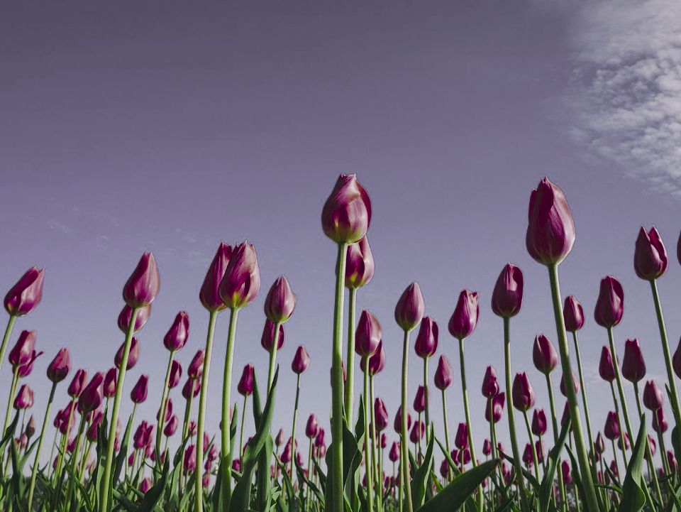 Red tulips under a blue sky as a tokay gecko sees them (simulation): colours remapped to its 3 receptor classes.