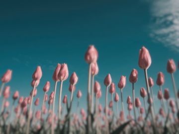 The same tulips as a tufted titmouse sees them.