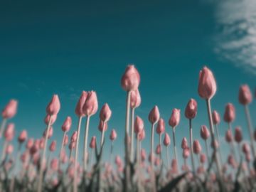 The same tulips as a white-breasted nuthatch sees them.