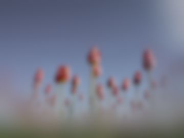 The same tulips as a zebrafish sees them.
