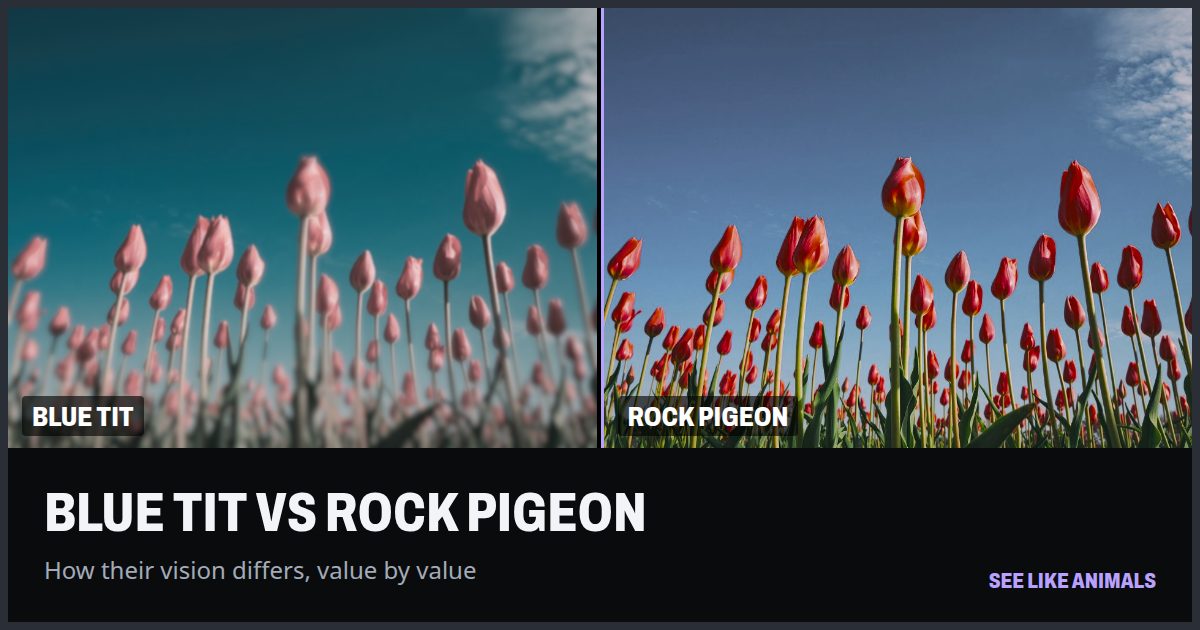 Red tulips through the eyes of the blue tit and the rock pigeon, side by side.