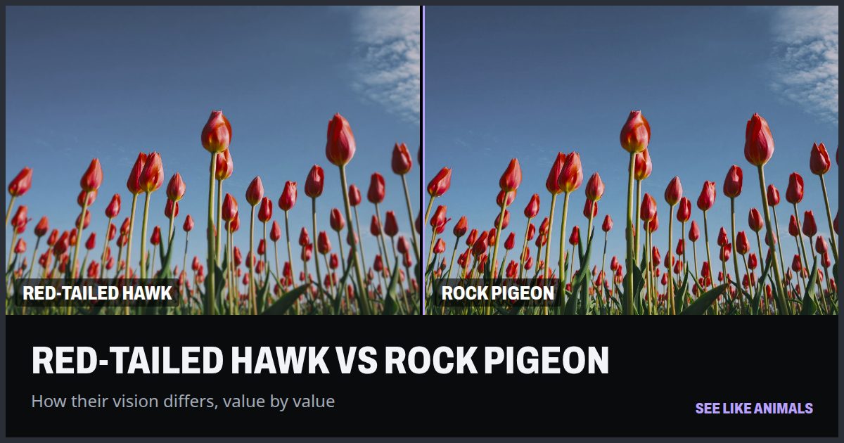 Red tulips through the eyes of the red-tailed hawk and the rock pigeon, side by side.